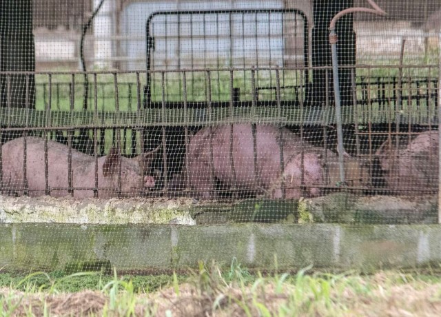 Granja de cerdos en territorio Tsáchila. Foto: Juan Andrés Iza