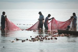 Muchos de los pescadores de manjúa pertenecen al grupo Maya Q’eqchi’ y tienen en esta pesquería, su única fuente de ingresos económicos para la subsistencia. Foto: Emerson Díaz