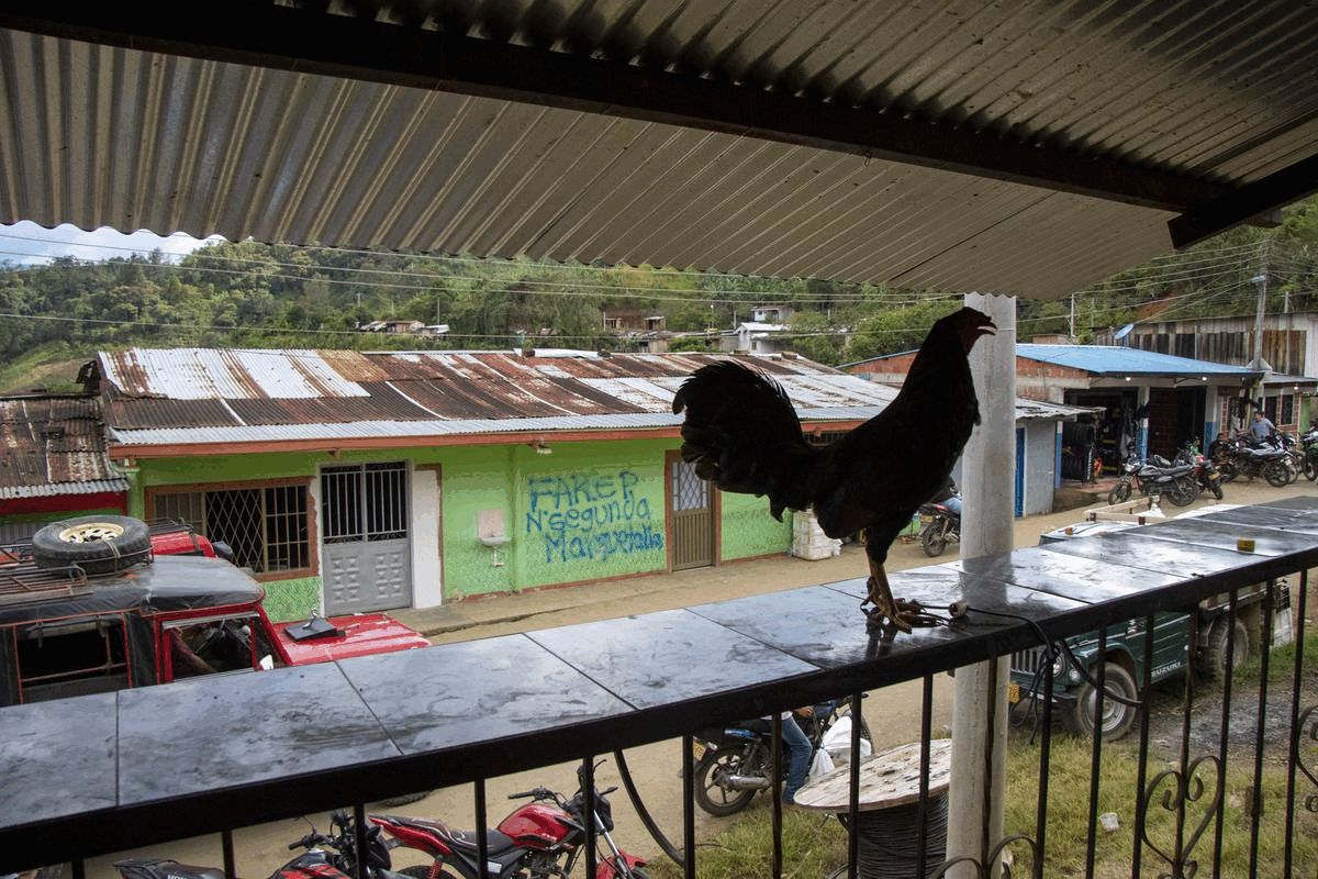 Pelea de gallos en El Pato. Fotos: Dahian Cifuentes