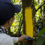 Repintada Línea Amarilla vereda Los Fundos. Foto: Bernat Marré