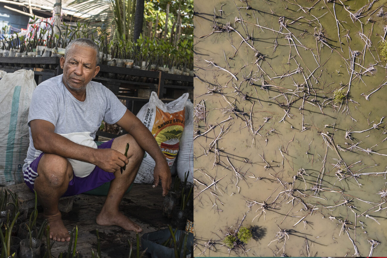 Izquierda: Javier de la Cruz, anfitrión del vivero de manglar de Buenavista. Derecha manglares muertos. Foto: Pau Coll / Ruido Photo