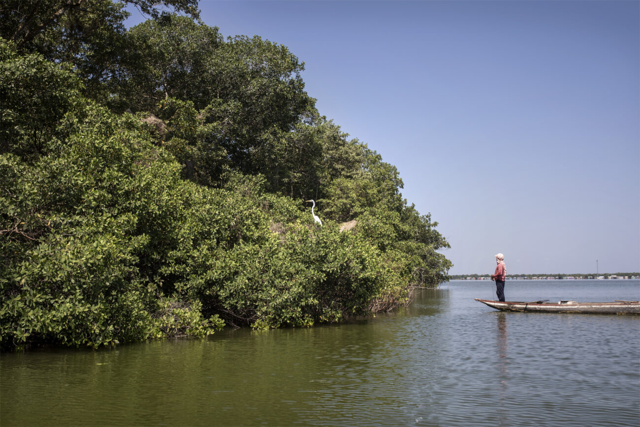 Los manglares son ecosistemas propios de latitudes tropicales y subtropicales de vital importancia para el medio ambiente. Están presentes en más de 100 países, pero solo cubren un 0,1% de la superficie de la Tierra. PAU COLL - RUIDO PHOTO.