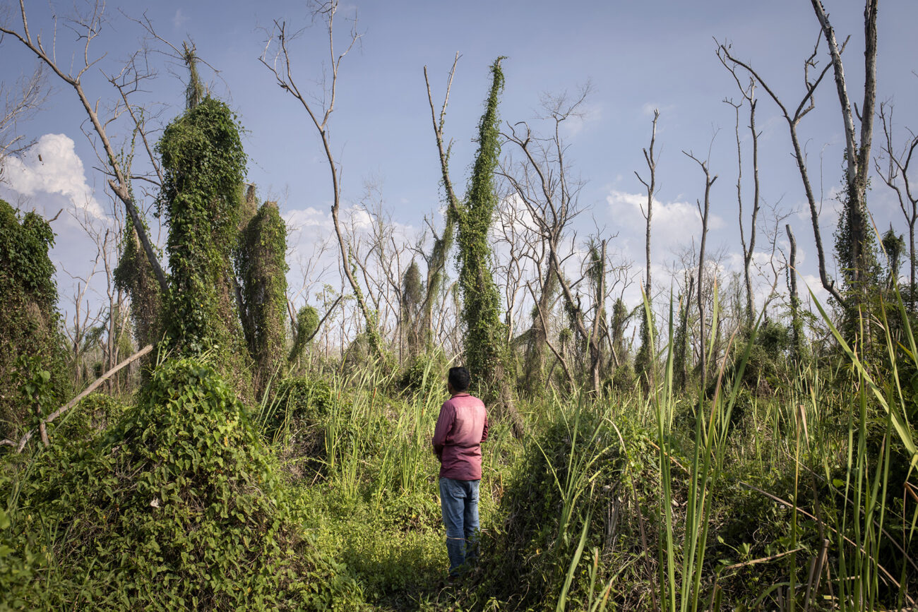 Juanca observa uno de los tantos cementerios de manglar que proliferan en la Ciénaga Grande de Santa Marta. Foto: Pau Coll / Ruido Photo