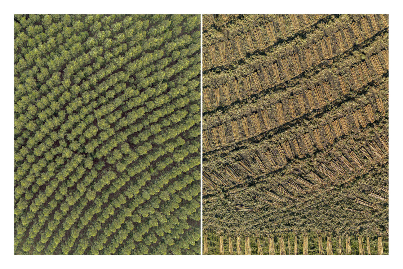 Izquierda: Vista aérea de monocultivo de eucalipto en Piñera, Paysandú, Uruguay. Derecha: Vista aérea de monocultivo de eucalipto recién cosechado en Orgorroso, Paysandú, Uruguay. Fotos: Dahian Cifuentes