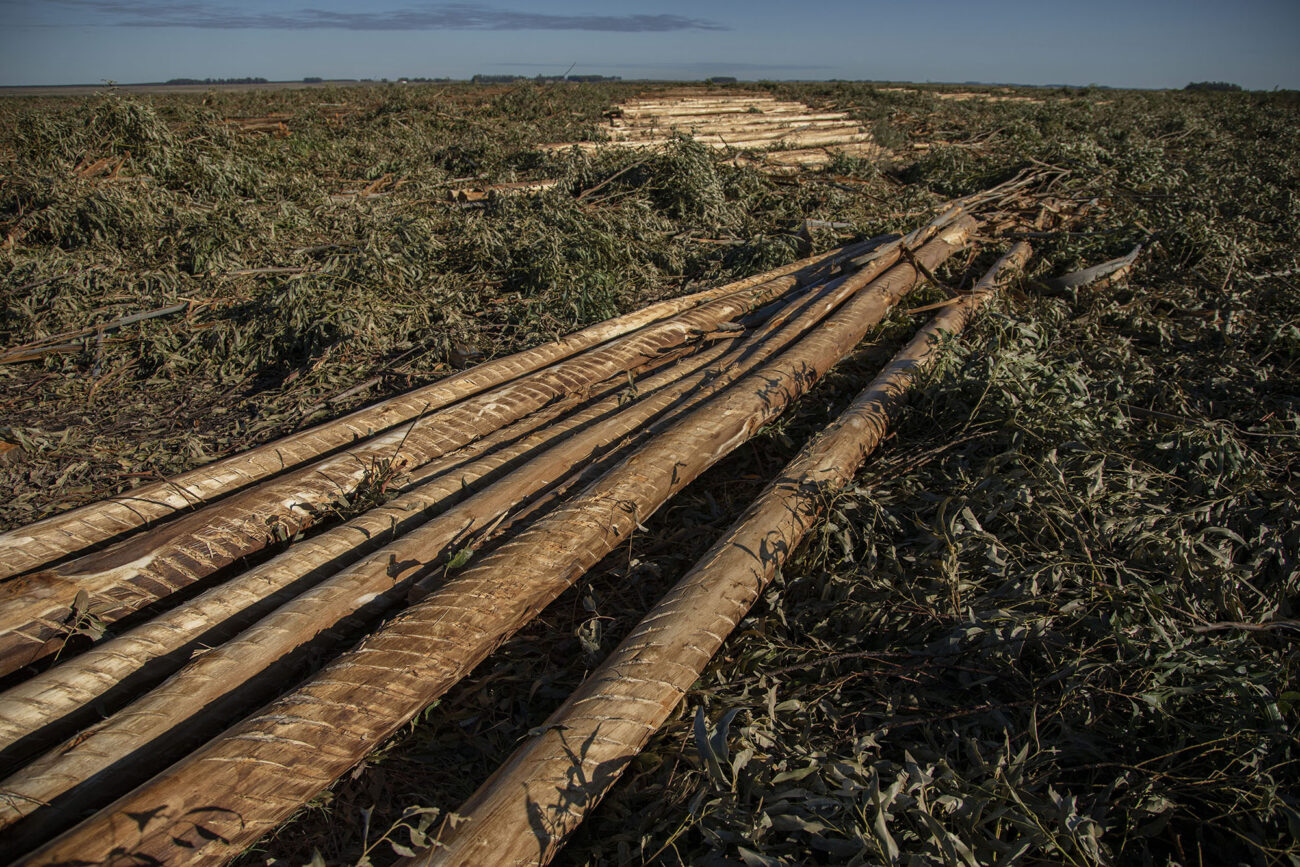 Campo recién cosechado en las inmediaciones del Vivero Santana en Guichón, Paysandú, Uruguay. Foto: Dahian Cifuentes