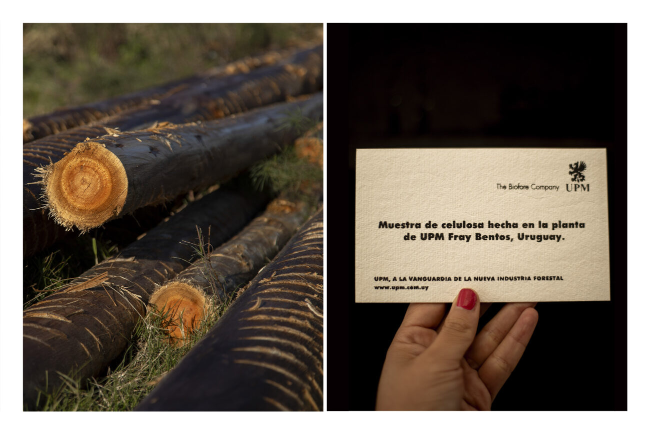 Izquierda: Troncos de eucalipto recién cosechados, Beisso, Paysandú, Uruguay. Derecha: Muestra de celulosa entregada por UPM en kits para niños y niñas en las escuelas de Guichón, Paysandú, Uruguay. Fotos: Dahian Cifuentes