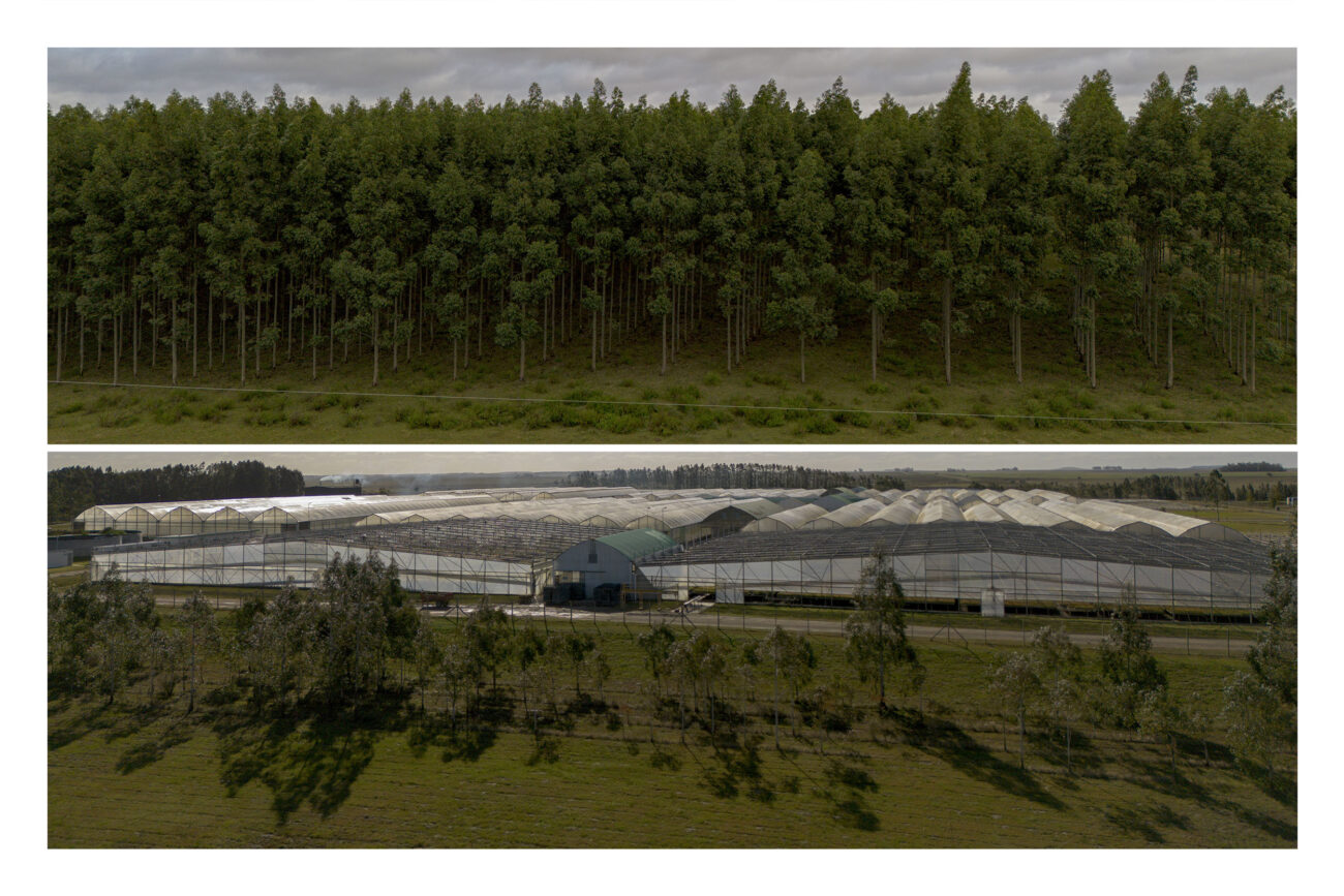 Arriba: Para obtener una tonelada de pulpa de celulosa se necesitan aproximadamente 17 árboles adultos. Monocultivo de eucalipto en Beisso, Paysandú, Uruguay. Abajo: Vivero Santana de UPM inaugurado en 2012 por el entonces presidente de la república Pepe Mujica, Guichón, Paysandú, Uruguay. Fotos: Dahian Cifuentes