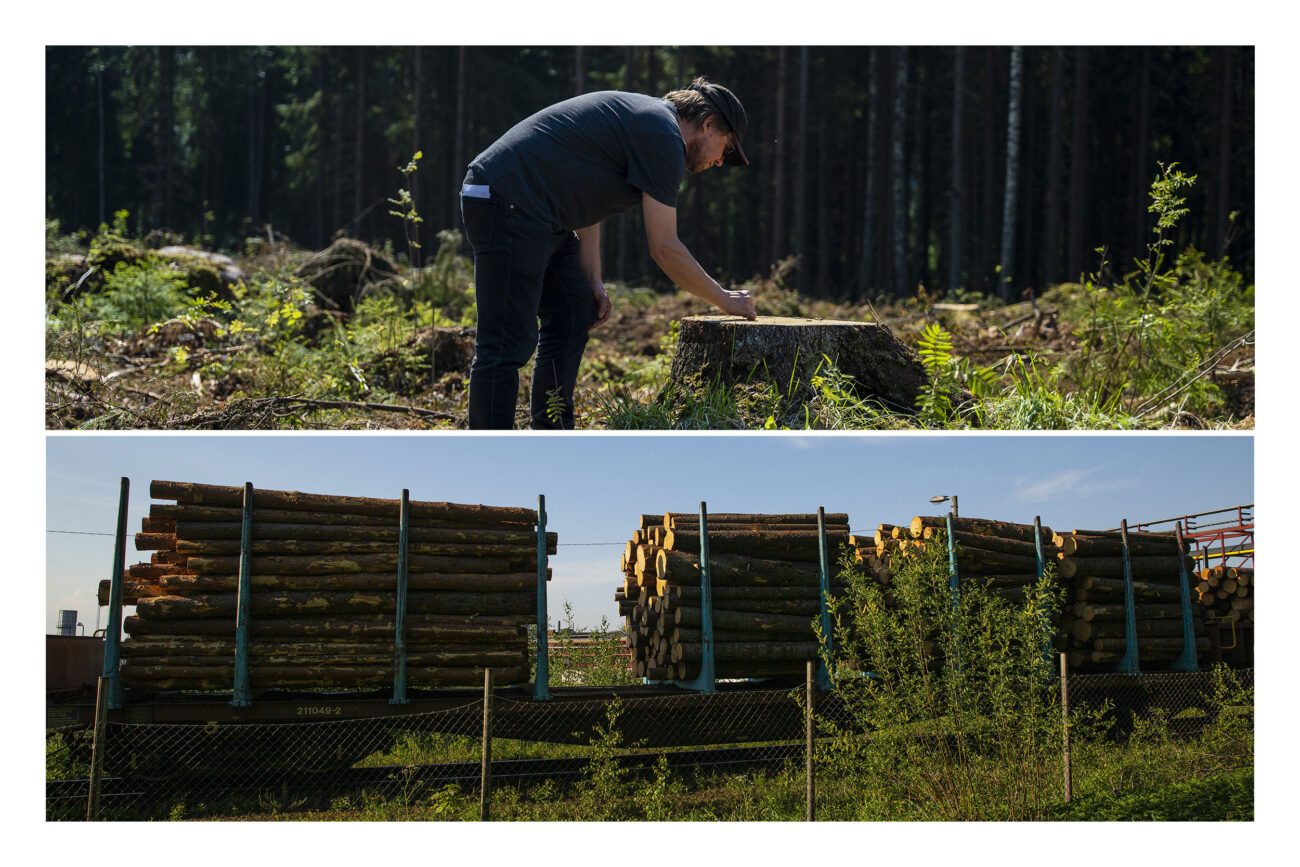 Matti Liimatainen (arriba), coordinador de campañas forestales en Greenpeace Finlandia, lleva años defendiendo políticas de protección ambiental más robustas. Tras ser talados y recolectados, los troncos se trasladan a las fábricas finlandesas de celulosa en camiones o con el puutavarajunat (abajo), un tren de vagones largos y abiertos que se extienden por más de mil metros. Bernat Marrè / Marta Saiz.