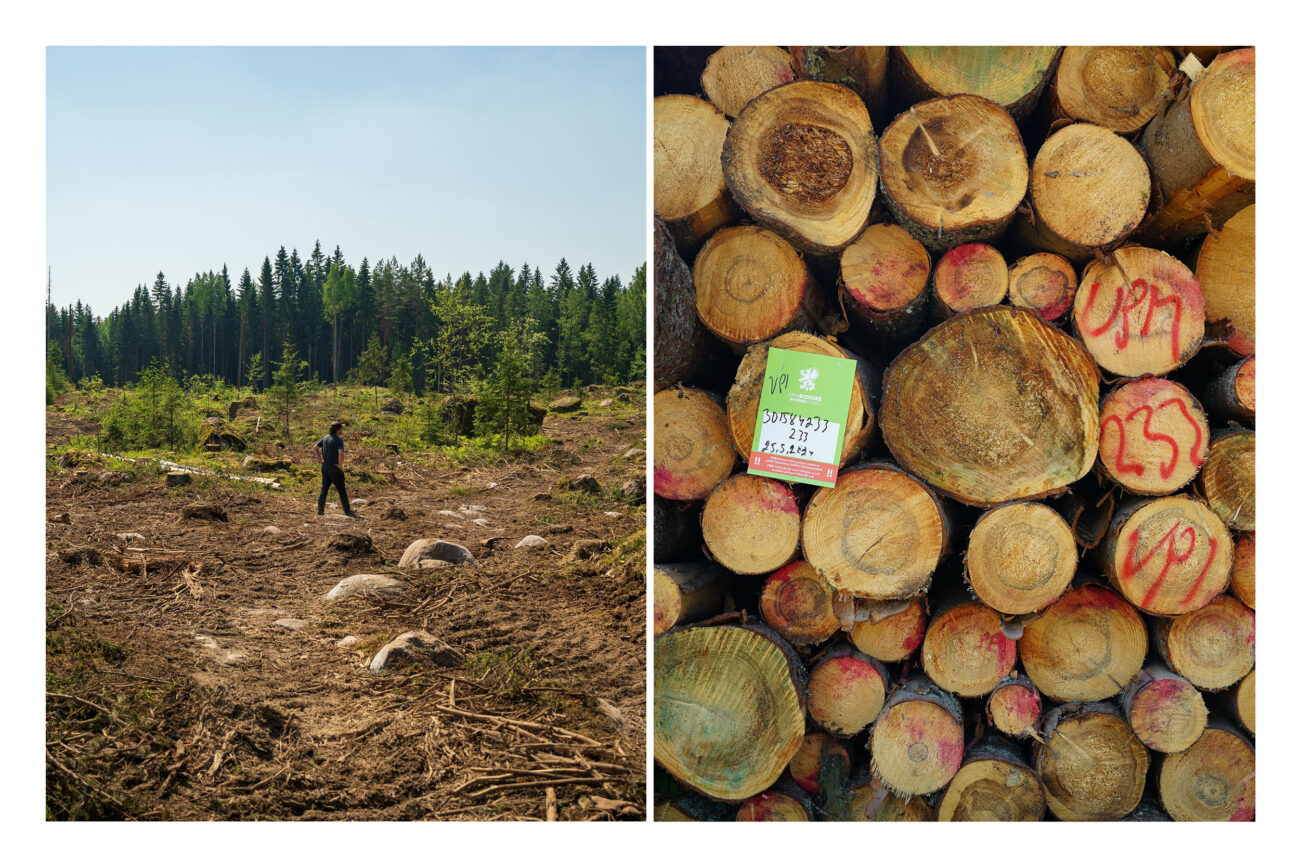 Matti Liimatainen recorre un área talada en el bosque de Ruotsinpyhtaa por UPM, a 100 kilómetros al este de Helsinki (izquierda). Al borde del camino, centenares de troncos esperan ser enviados a la fábrica que la empresa tiene en Kaukas, a 220 kilómetros al este de la capital. Bernat Marrè.