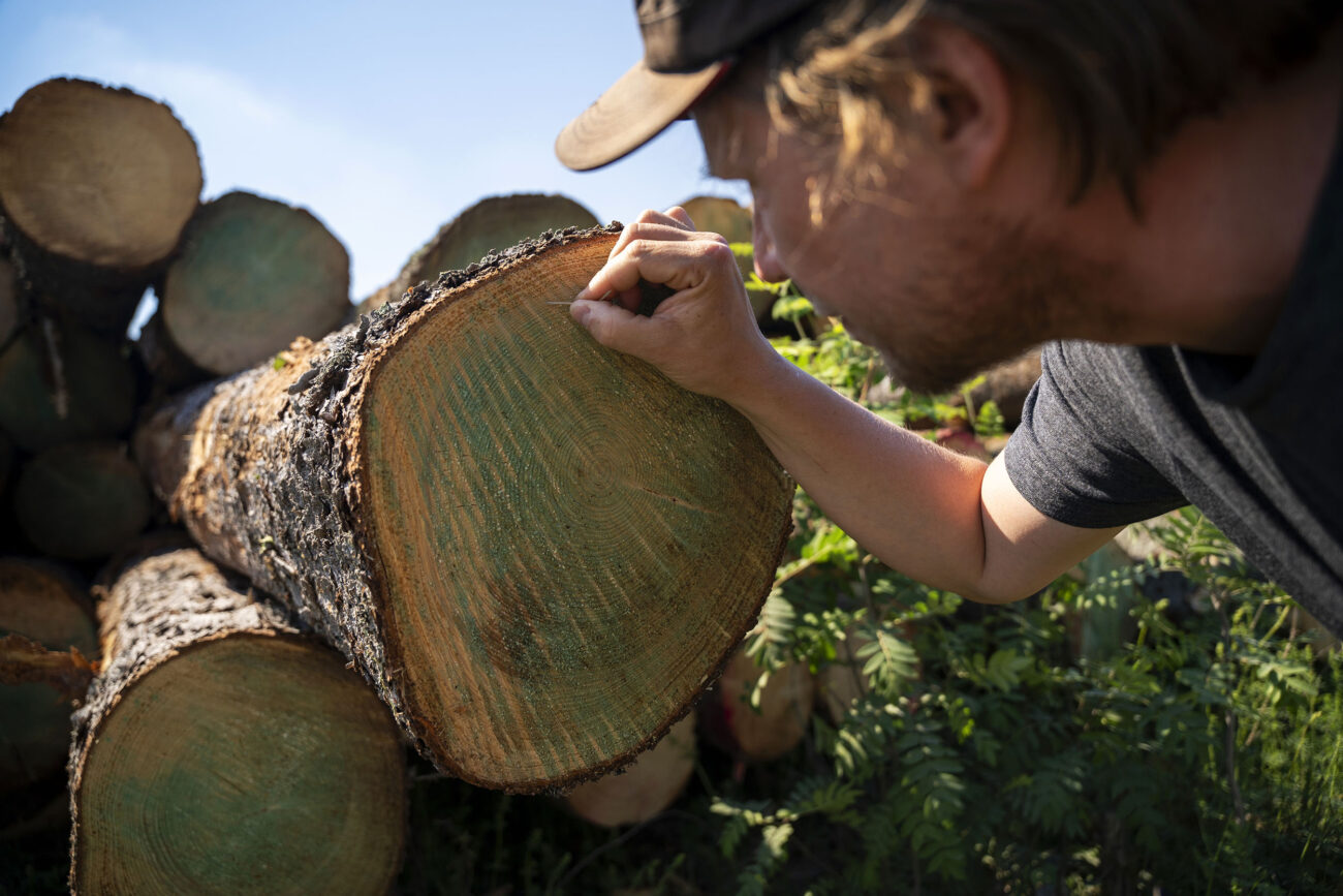 El coordinador de campañas forestales en Greenpeace Finlandia, Matti Liimatainen, cuenta los anillos de uno de los árboles talados en el bosque de Ruotsinpyhtaa, al este de Helsinki. Bernat Marrè.