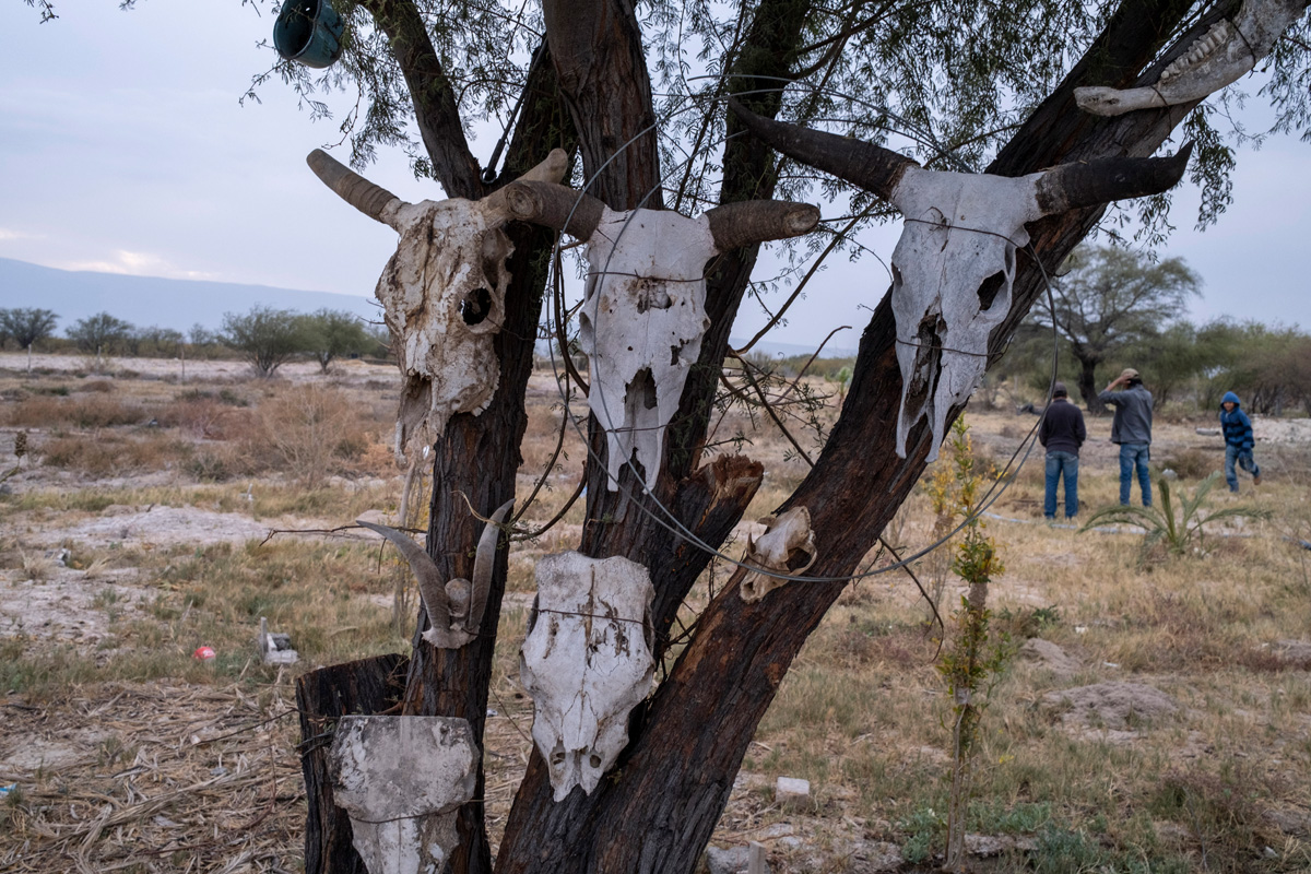 Cráneos de ganado en el predio Las Palmas. Foto: Alejandro Saldívar