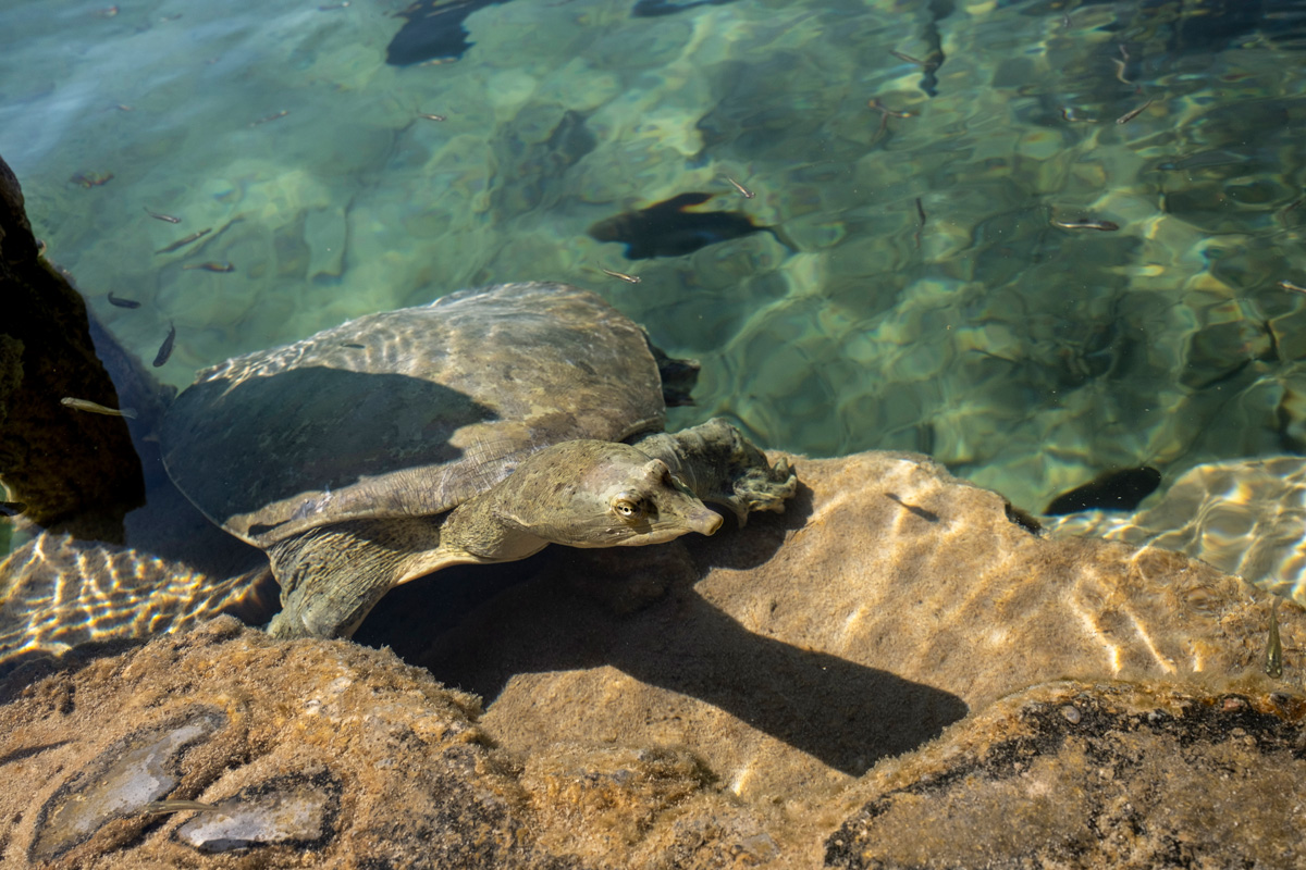Una tortuga de concha blanda (Apalone spinifera ssp. emoryi) en el río Mezquites, en el desierto de Cuatrociénegas, al oeste de la ciudad de Monclova, Coahuila. Foto: Alejandro Saldívar