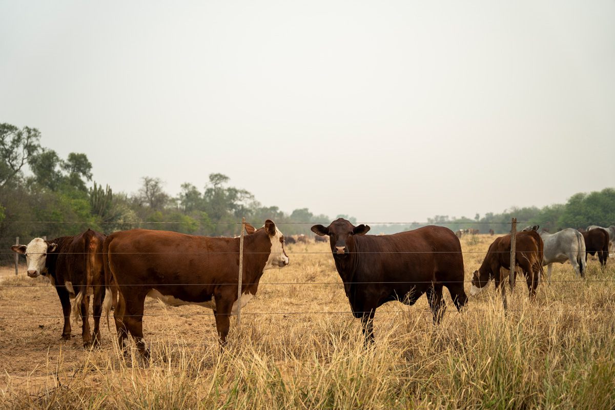 Paraguay tiene más de 13 millones de vacas, el doble que de habitantes. La mitad de estos animales se encuentran en el Chaco, al occidente del país. Esta región tiene el mismo número de vacas que habitantes en todo el país: más de seis millones. Foto: Marta Saiz